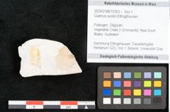 Foto (Objekt + Etikett) von Quercus austini Ettingshausen (NHMW-GEO-2024-0188-10363)